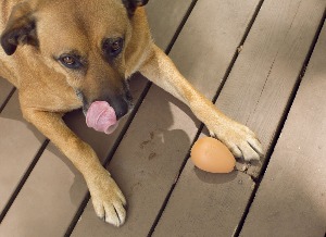 Skočko jaje- igračka za psa